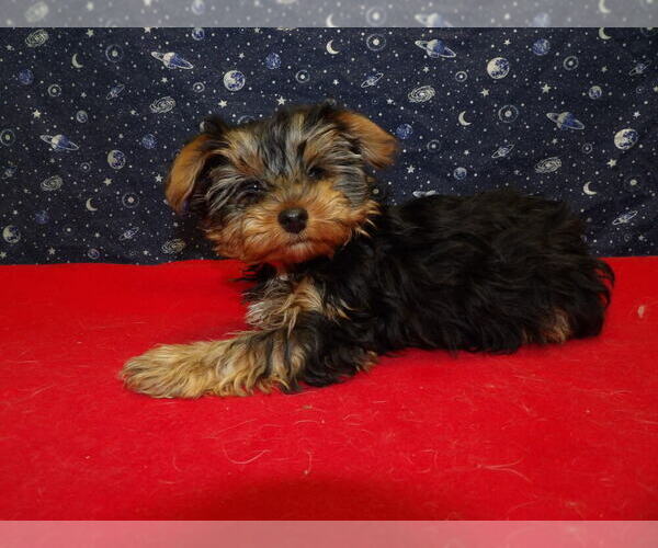 Medium Photo #3 Yorkshire Terrier Puppy For Sale in PATERSON, NJ, USA