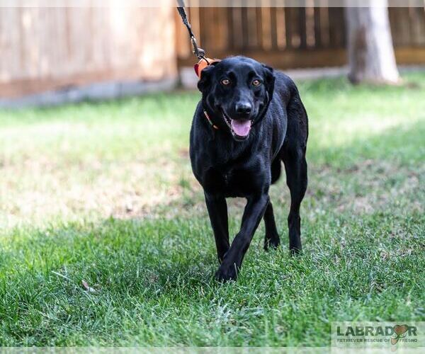 Medium Photo #3 Labrador Retriever Puppy For Sale in Clovis, CA, USA