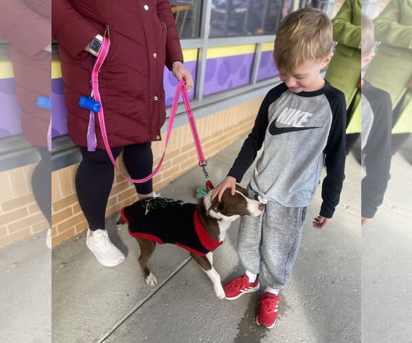 Medium Photo #21 Collie-Unknown Mix Puppy For Sale in Mount Laurel, NJ, USA