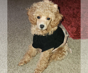 Poodle (Miniature) Puppy for sale in OLYMPIA, WA, USA