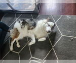 Small #2 Australian Shepherd
