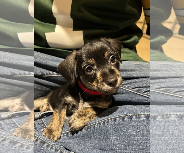 Medium Photo #1 Mutt Puppy For Sale in Plainfield, IL, USA