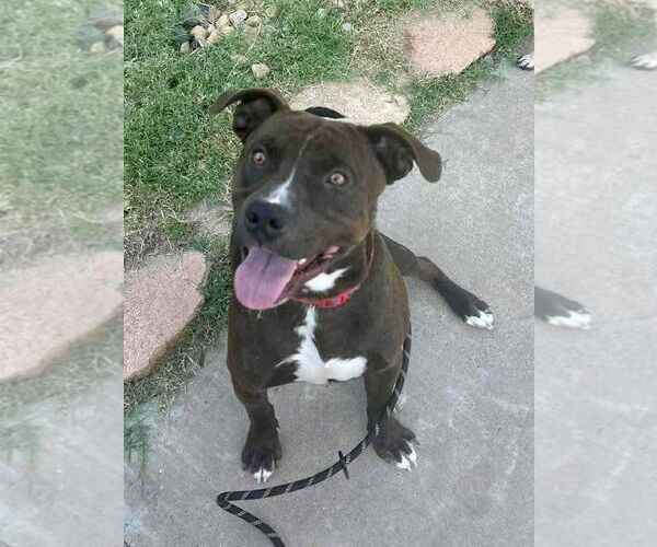 Medium Photo #1 American Pit Bull Terrier-Unknown Mix Puppy For Sale in New London, WI, USA