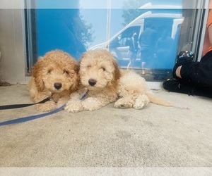 Poodle (Standard) Puppy for sale in GERMANTOWN, MD, USA