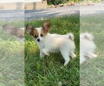 Image preview for Ad Listing. Nickname: Reba