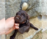 Puppy Puppy 8 Dark ch Labradoodle