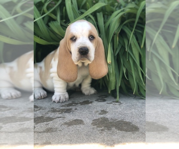 Medium Photo #1 Basset Hound Puppy For Sale in HARTVILLE, MO, USA
