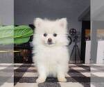 Small Photo #5 Pomeranian Puppy For Sale in FRANKLIN, IN, USA