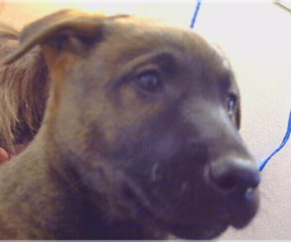 Medium Photo #1 Mutt Puppy For Sale in Sacramento, CA, USA