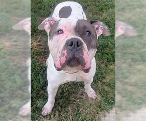Mutt Dogs for adoption in Akron, OH, USA
