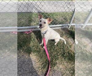 Mutt Dogs for adoption in Corpus Christi, TX, USA