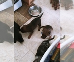 Small Photo #16 Labrador Retriever-Red Heeler Mix Puppy For Sale in CEDAR CITY, UT, USA