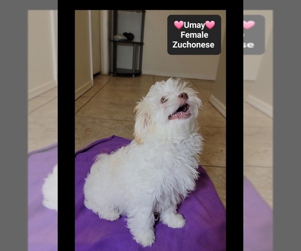 Medium Photo #2 Havanese-Zuchon Mix Puppy For Sale in TUCSON, AZ, USA