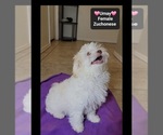 Small #1 Havanese-Zuchon Mix