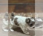 Small #7 Schnauzer (Miniature)