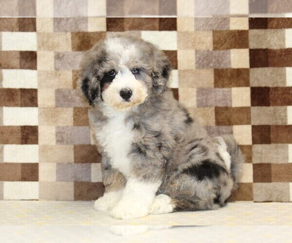 Medium Photo #4 Bernedoodle (Miniature) Puppy For Sale in DENVER, PA, USA