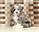 Small #3 Bernedoodle (Miniature)