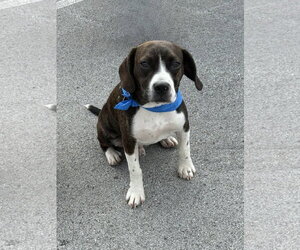 Chachi Boy - Male Boglen Terrier Dog for Adoption - Photo #4