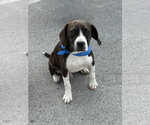 Small Photo #4 Boglen Terrier Puppy For Sale in Omaha, NE, USA