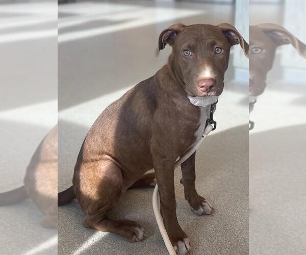 Medium Photo #15 Mutt Puppy For Sale in Holly Springs, NC, USA