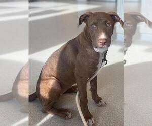 Clarey - Female Mutt Dog for Adoption - Photo #15