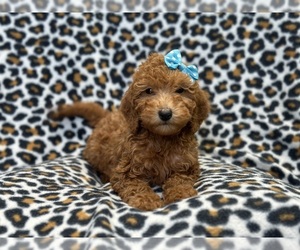 Goldendoodle (Miniature) Puppy for sale in LAKELAND, FL, USA