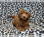 Small Goldendoodle (Miniature)