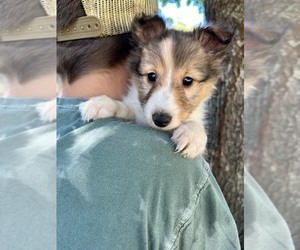 Shetland Sheepdog Puppy for sale in KINGSPORT, TN, USA