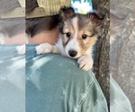 Image preview for Ad Listing. Nickname: Aspen