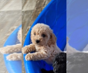 Poodle (Toy) Puppy for sale in SPOTSYLVANIA, VA, USA