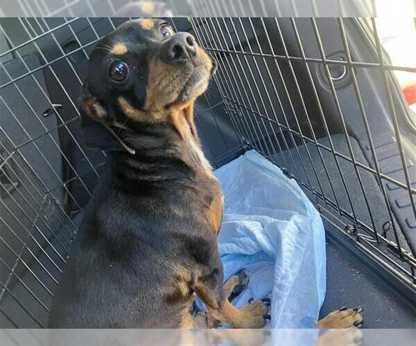 Medium Photo #1 Chihuahua Puppy For Sale in San Antonio, TX, USA