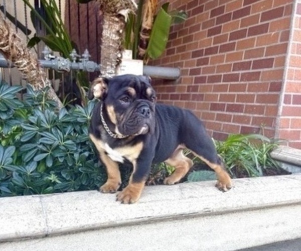 Medium Photo #4 English Bulldog Puppy For Sale in NORTH HAMPTON, NH, USA