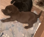 Puppy 3 Bernedoodle-Labrador Retriever Mix
