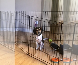 Beagle Harrier Puppy for sale in TAMPA, FL, USA