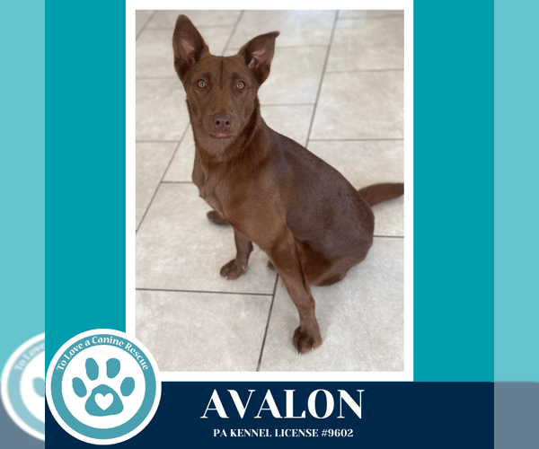 Medium Photo #3 Labsky Puppy For Sale in Kimberton, PA, USA