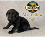 Puppy Ms Yellow Labrador Retriever