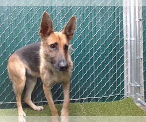 German Shepherd Dog Dogs for adoption in Downey, CA, USA
