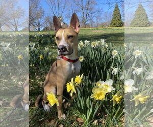 American Pit Bull Terrier-Siberian Husky Mix Dogs for adoption in Westminster, MD, USA