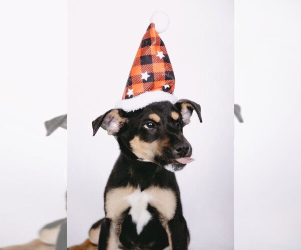 Medium Photo #2 Labbe Puppy For Sale in Princeton, MN, USA