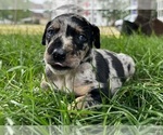 Small Photo #29 Catahoula Leopard Dog Puppy For Sale in BUSHNELL, IL, USA