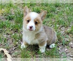 Small #5 Pembroke Welsh Corgi