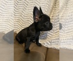 Small Photo #8 French Bulldog Puppy For Sale in GREENVILLE, TX, USA