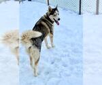 Small #1 Siberian Husky