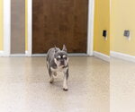 Small #1 French Bulldog
