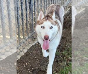 Siberian Husky Dogs for adoption in Riverside, CA, USA