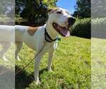 Small #1 American Bulldog Mix
