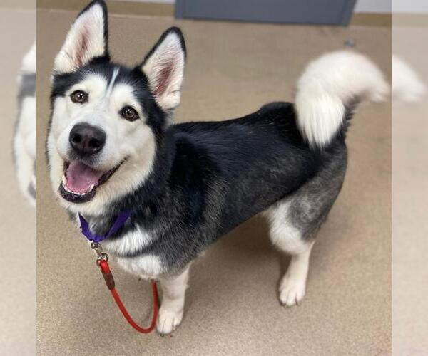 Medium Photo #1 Alaskan Malamute Puppy For Sale in Aurora, CO, USA