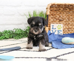 Small #9 Schnauzer (Miniature)