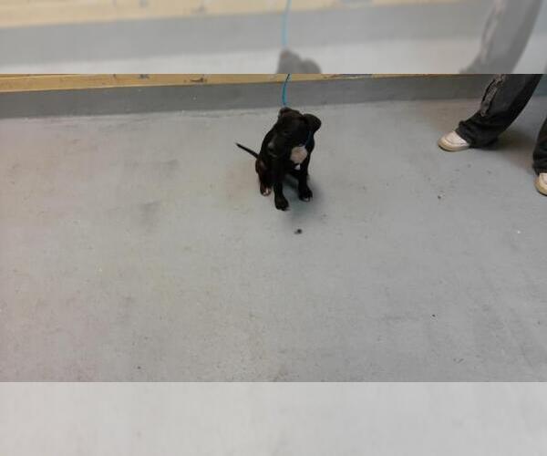 Medium Photo #1 Mutt Puppy For Sale in Tulsa, OK, USA