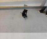TWILIGHT - Female Mutt Dog for Adoption - Small photo
